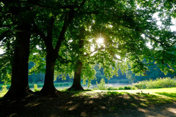 Vieux arbres du parc de la ville de Cologne, Allemagne / istockphoto